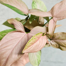 Load image into Gallery viewer, Syngonium Pink Heart - 100mm
