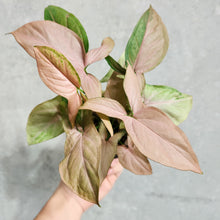 Load image into Gallery viewer, Syngonium Pink Heart - 100mm
