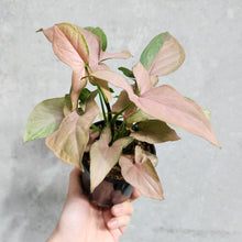 Load image into Gallery viewer, Syngonium Pink Heart - 100mm
