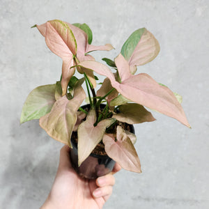 Syngonium Pink Heart - 100mm