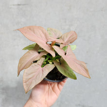 Load image into Gallery viewer, Syngonium Pink Heart - 100mm
