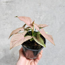 Load image into Gallery viewer, Syngonium Pink Heart - 100mm
