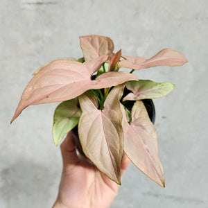 Syngonium Pink Heart - 100mm