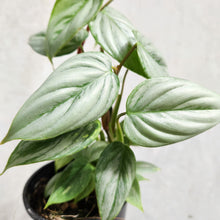Load image into Gallery viewer, Philodendron Sodiroi - 100mm
