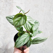 Load image into Gallery viewer, Philodendron Sodiroi - 100mm
