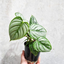Load image into Gallery viewer, Philodendron Sodiroi - 100mm
