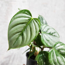 Load image into Gallery viewer, Philodendron Sodiroi - 100mm
