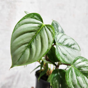 Philodendron Sodiroi - 100mm