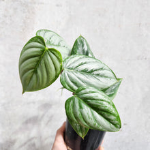Load image into Gallery viewer, Philodendron Sodiroi - 100mm
