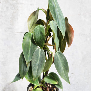 Philodendron Gigas - 100mm