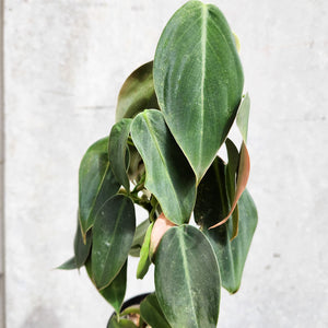 Philodendron Gigas - 100mm