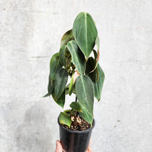 Load image into Gallery viewer, Philodendron Gigas - 100mm
