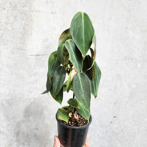 Philodendron Gigas - 100mm