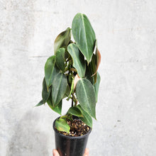 Load image into Gallery viewer, Philodendron Gigas - 100mm
