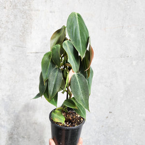 Philodendron Gigas - 100mm