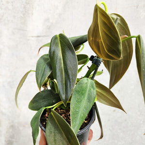 Philodendron Gigas - 100mm