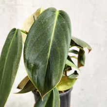 Load image into Gallery viewer, Philodendron Gigas - 100mm
