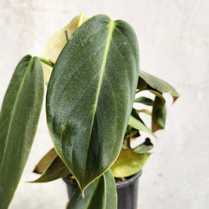 Philodendron Gigas - 100mm