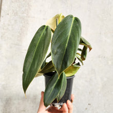 Load image into Gallery viewer, Philodendron Gigas - 100mm
