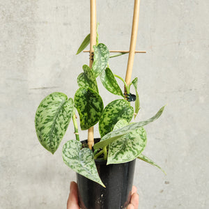 Scindapsus pictus 'Silver Lady' - 100mm