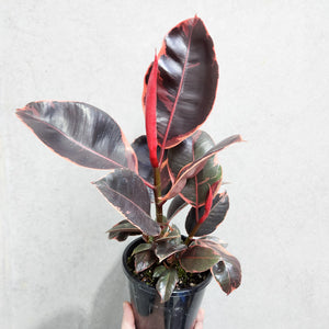 Ficus elastica Ruby - 130mm