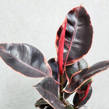 Load image into Gallery viewer, Ficus elastica Ruby - 130mm
