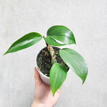 Load image into Gallery viewer, Epipremnum Pinnatum Dragon Tail Plant - 105mm

