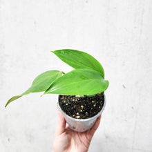 Load image into Gallery viewer, Epipremnum Pinnatum Dragon Tail Plant - 105mm
