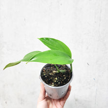 Load image into Gallery viewer, Epipremnum Pinnatum Dragon Tail Plant - 105mm
