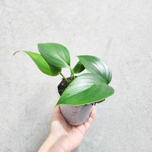 Load image into Gallery viewer, Epipremnum Pinnatum Dragon Tail Plant - 105mm
