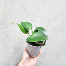 Load image into Gallery viewer, Epipremnum Pinnatum Dragon Tail Plant - 105mm
