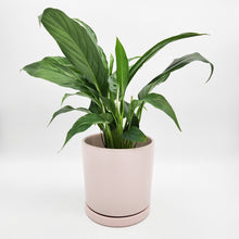 Load image into Gallery viewer, Spathiphyllum Peace Lily - 150mm Ceramic Pot - Light Pink - Sydney Only
