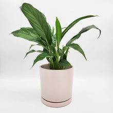 Load image into Gallery viewer, Spathiphyllum Peace Lily - 150mm Ceramic Pot - Light Pink - Sydney Only
