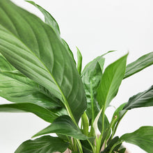 Load image into Gallery viewer, Spathiphyllum Peace Lily - 150mm Ceramic Pot - Light Pink - Sydney Only

