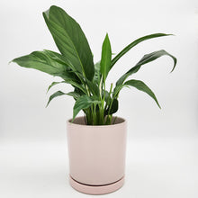 Load image into Gallery viewer, Spathiphyllum Peace Lily - 150mm Ceramic Pot - Light Pink - Sydney Only
