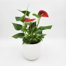Load image into Gallery viewer, Anthurium Flamingo Flower - 120mm Ceramic Pot - Sydney Only
