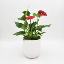 Load image into Gallery viewer, Anthurium Flamingo Flower - 120mm Ceramic Pot - Sydney Only
