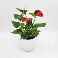 Load image into Gallery viewer, Anthurium Flamingo Flower - 120mm Ceramic Pot - Sydney Only
