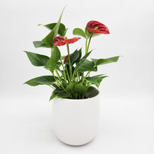 Load image into Gallery viewer, Anthurium Flamingo Flower - 120mm Ceramic Pot - Sydney Only
