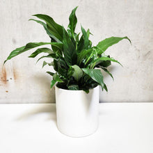 Load image into Gallery viewer, Spathiphyllum Peace Lily - 180mm Ceramic Pot - Sydney Only
