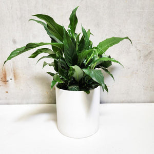 Spathiphyllum Peace Lily - 180mm Ceramic Pot - Sydney Only