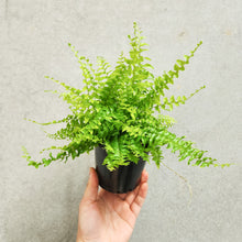 Load image into Gallery viewer, Nephrolepis Boston Fern &#39;Blue Bell&#39; - 100mm
