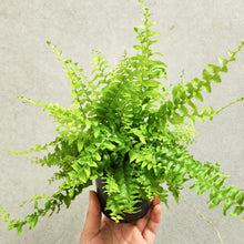 Load image into Gallery viewer, Nephrolepis Boston Fern &#39;Blue Bell&#39; - 100mm
