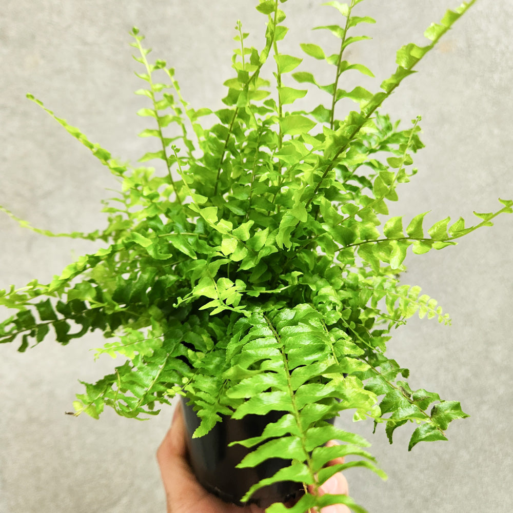 Nephrolepis Boston Fern 'Blue Bell' - 100mm