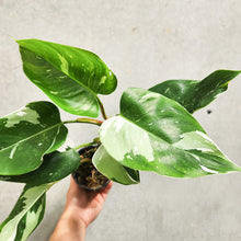 Load image into Gallery viewer, Philodendron White Wizard - 100mm
