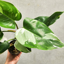 Load image into Gallery viewer, Philodendron White Wizard - 100mm
