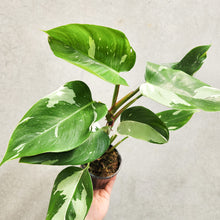 Load image into Gallery viewer, Philodendron White Wizard - 100mm
