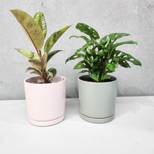 Load image into Gallery viewer, Office Plants - Assorted Duo - 150mm Sea Foam &amp; Light Pink Ceramic Pot - Sydney Only
