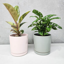 Load image into Gallery viewer, Office Plants - Assorted Duo - 150mm Sea Foam &amp; Light Pink Ceramic Pot - Sydney Only
