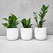 Load image into Gallery viewer, Office Plants - Assorted Trio - 120mm White Ceramic Pot - Sydney Only
